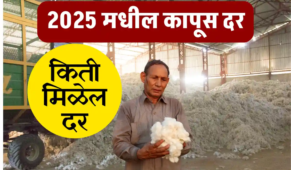 Cotton Market 2025