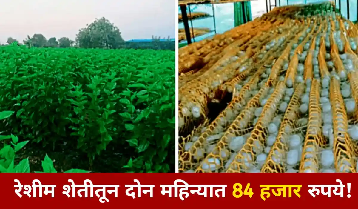 Silk Farming